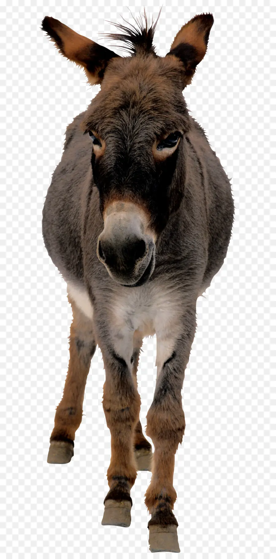 Burro，Animación PNG