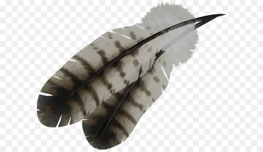 Plumas Blancas Y Negras，A Rayas PNG