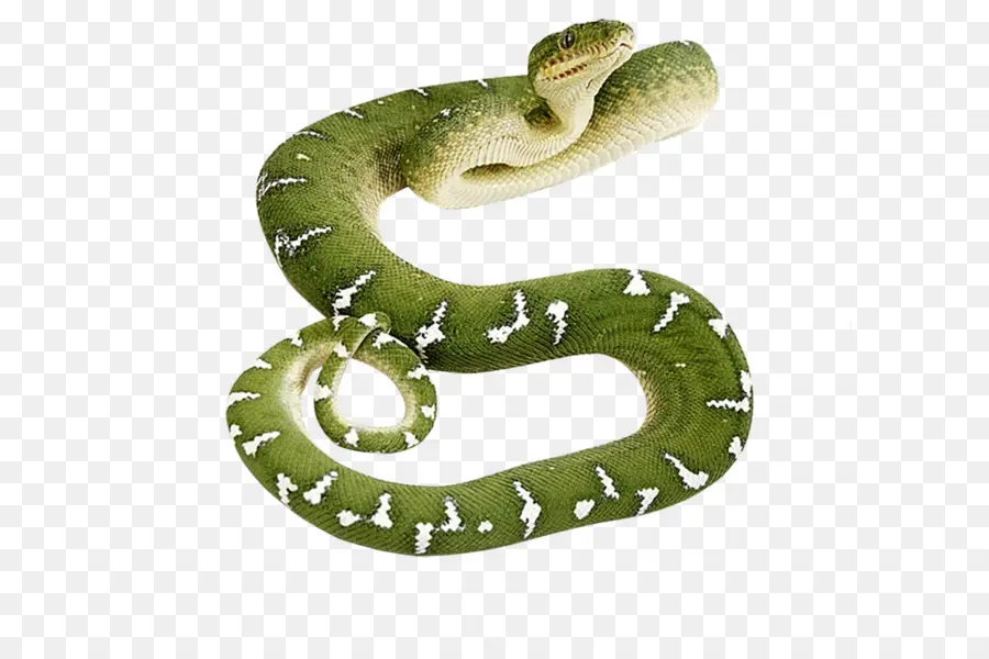 La Serpiente，Víboras PNG