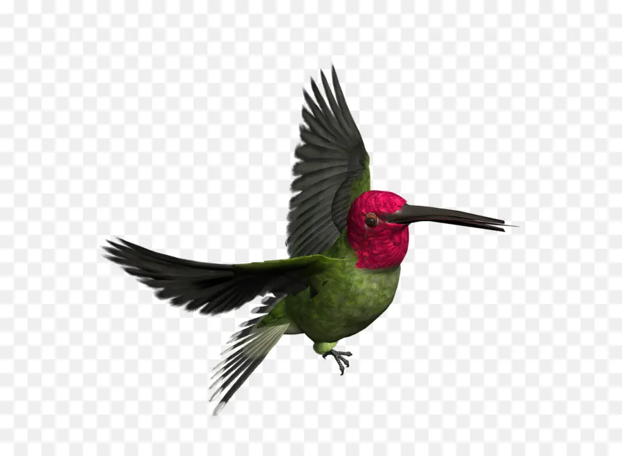 Aves，Colibrí PNG