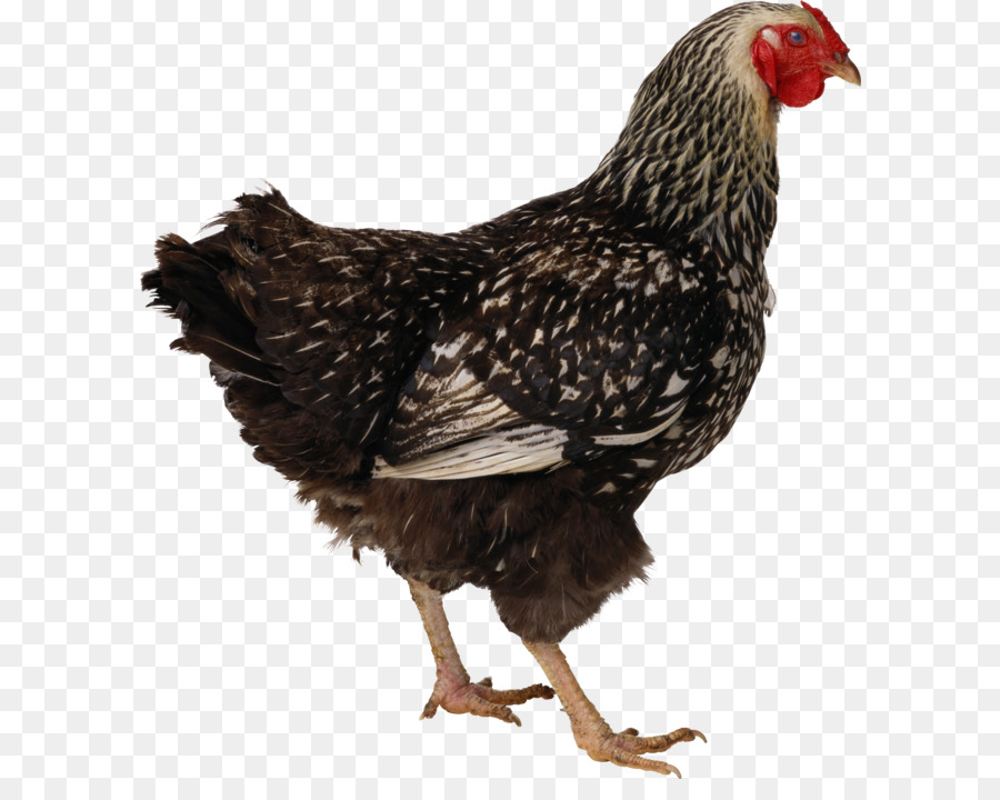 Pollo Marrón，Gallina PNG