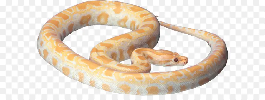 La Serpiente，Imagen De Archivo De Los Formatos PNG