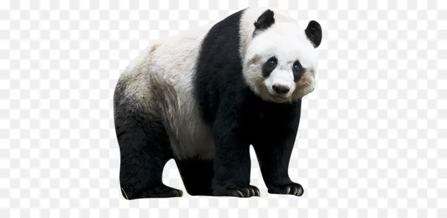Sichuan Gigante Panda Santuarios，Gigante Panda PNG