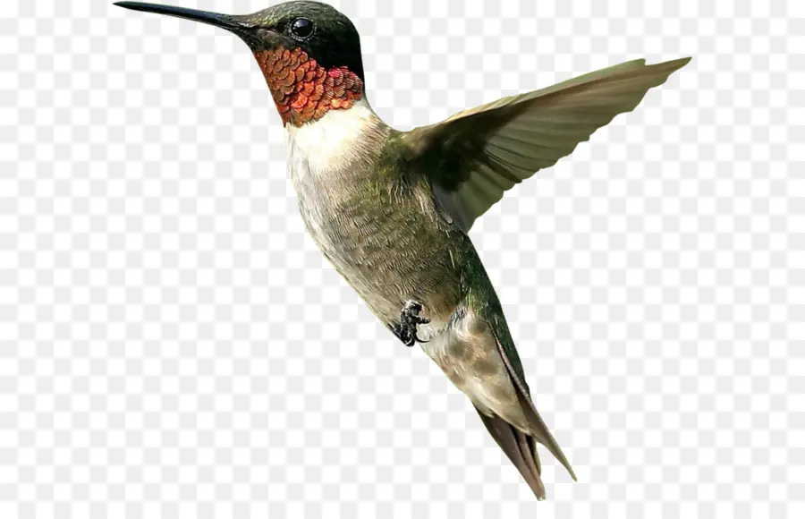 Colibrí，Vuelo PNG