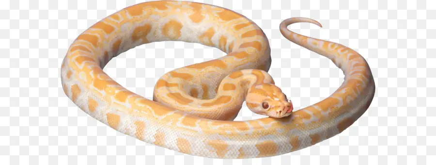 La Serpiente，Descargar PNG