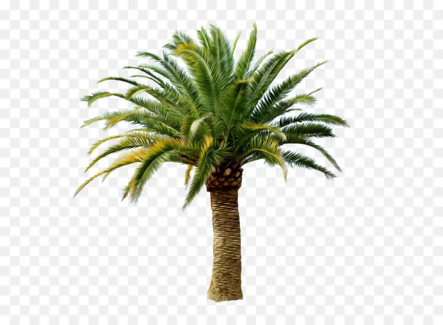 Palmera，Tropical PNG