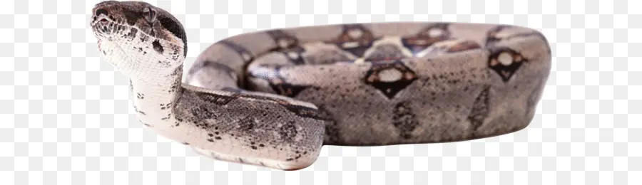 La Serpiente，Reptiles PNG