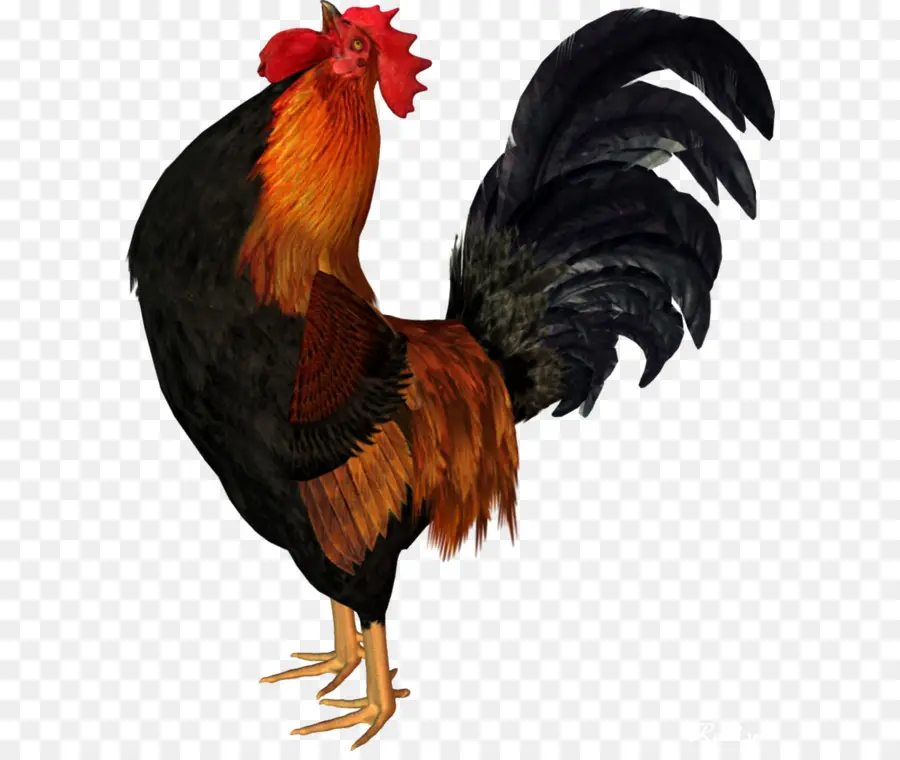 Pollo，Gallo PNG