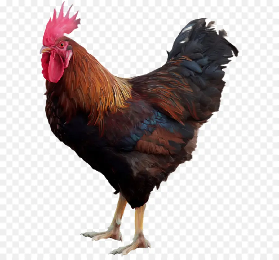 Pollo，Gallo PNG