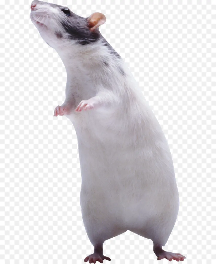 Ratón，Rata PNG