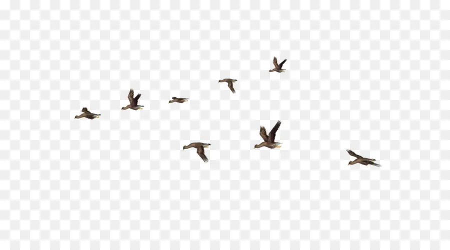 Aves，Vuelo PNG
