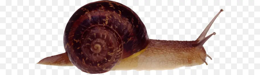 Caracol，El Ala Aspersum PNG