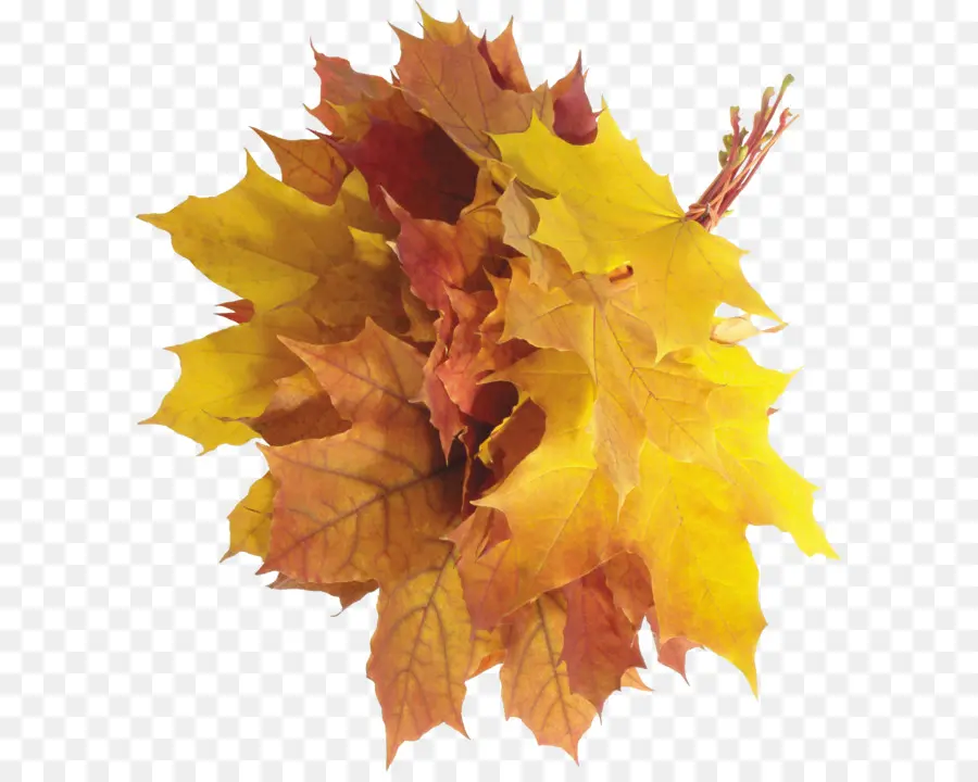 Hojas De Otoño，Caer PNG