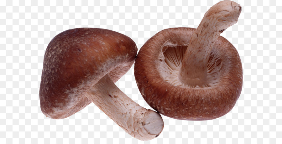 Shiitake，Seta PNG