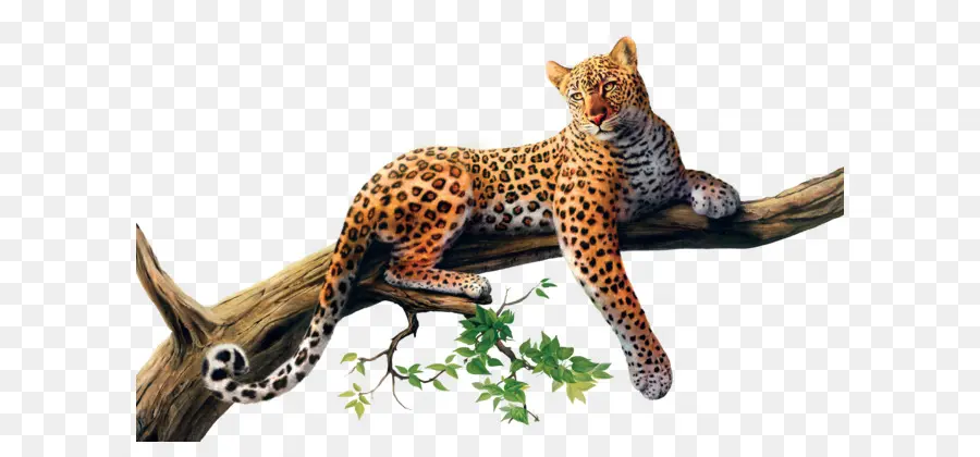 Leopardo，Guepardo PNG