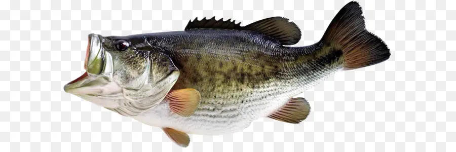 Trofeo Bajo，Bass Pesca PNG