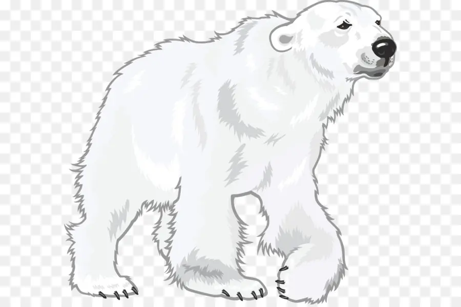 Oso Polar，Oso PNG