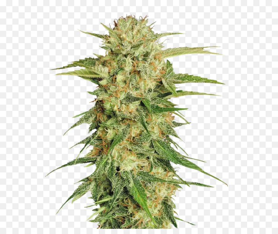 El Cannabis Sativa，Marihuana PNG