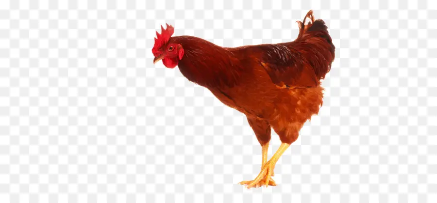 Pollo，Pollo Pepita PNG