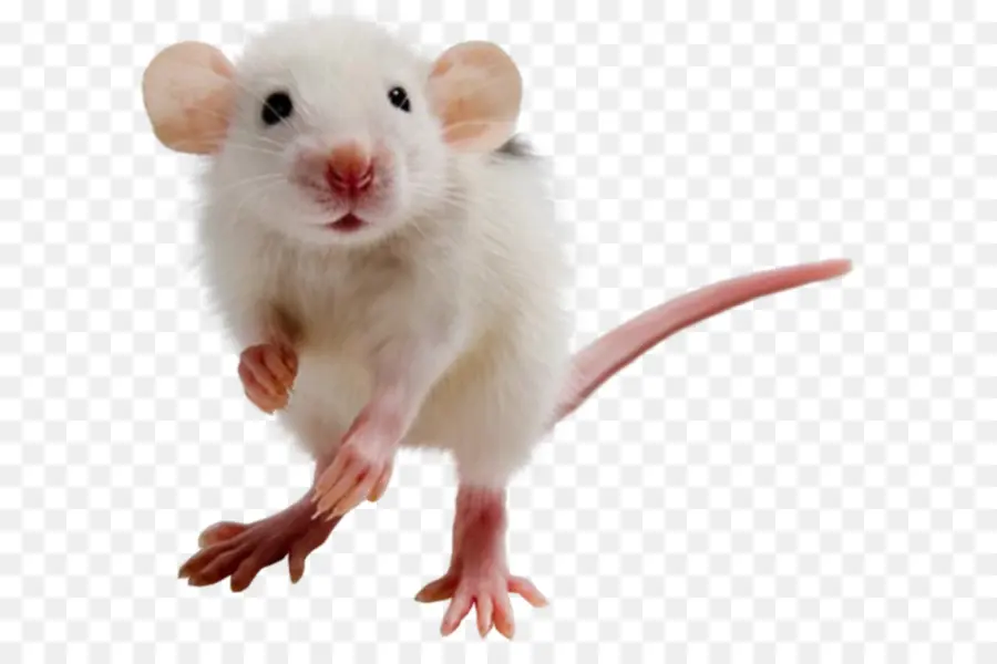 Ratón，Rata PNG