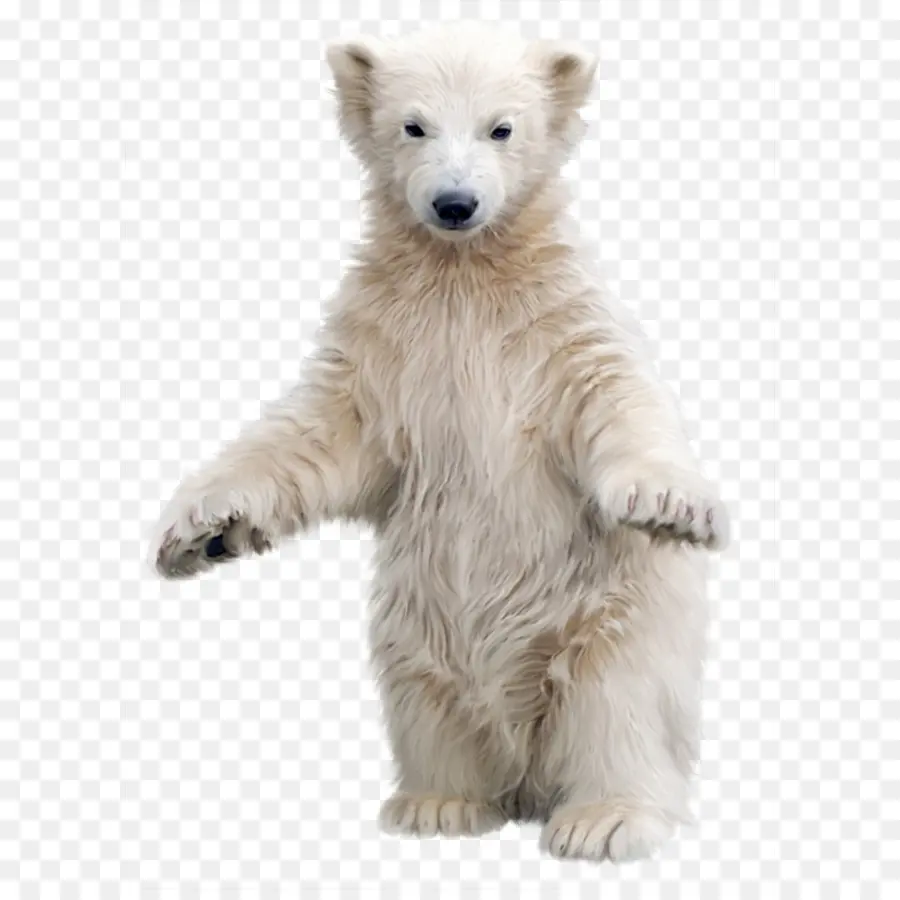 Oso Polar，Kodiak Bear PNG