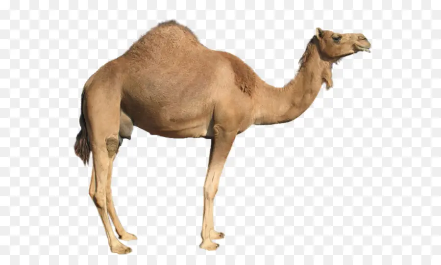 Dromedario，Bactriano Camello PNG