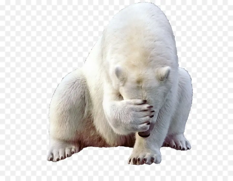 Oso Polar，Blanco PNG