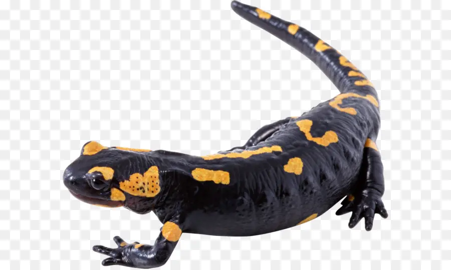 Lagarto，Amarillo PNG