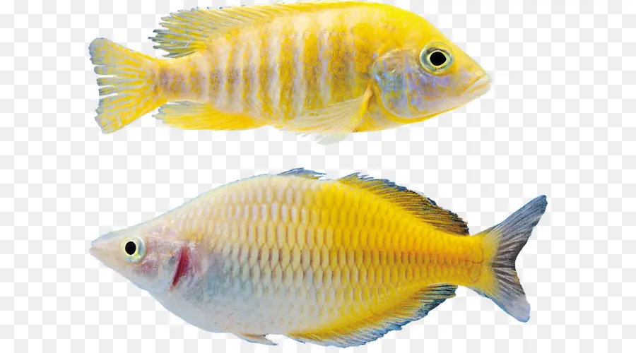 Pez，Los Peces PNG