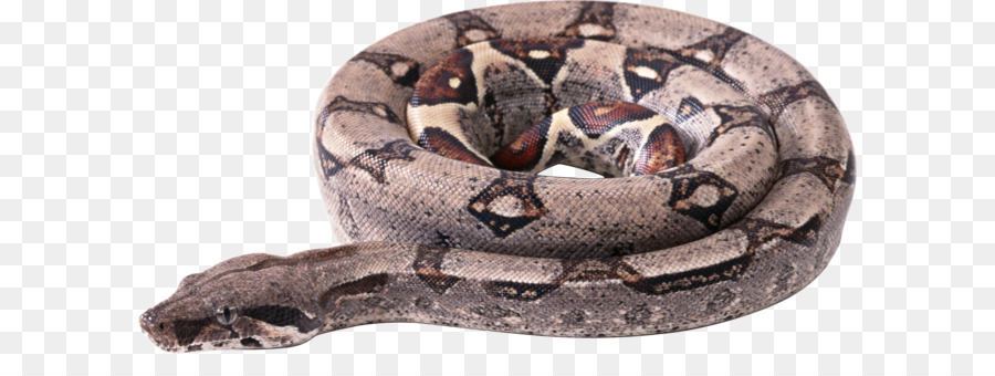 Reptil，Serpiente PNG