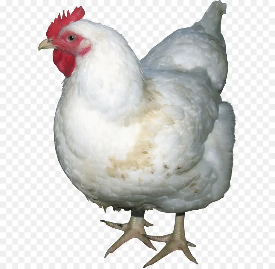 Pollo，Pájaro PNG