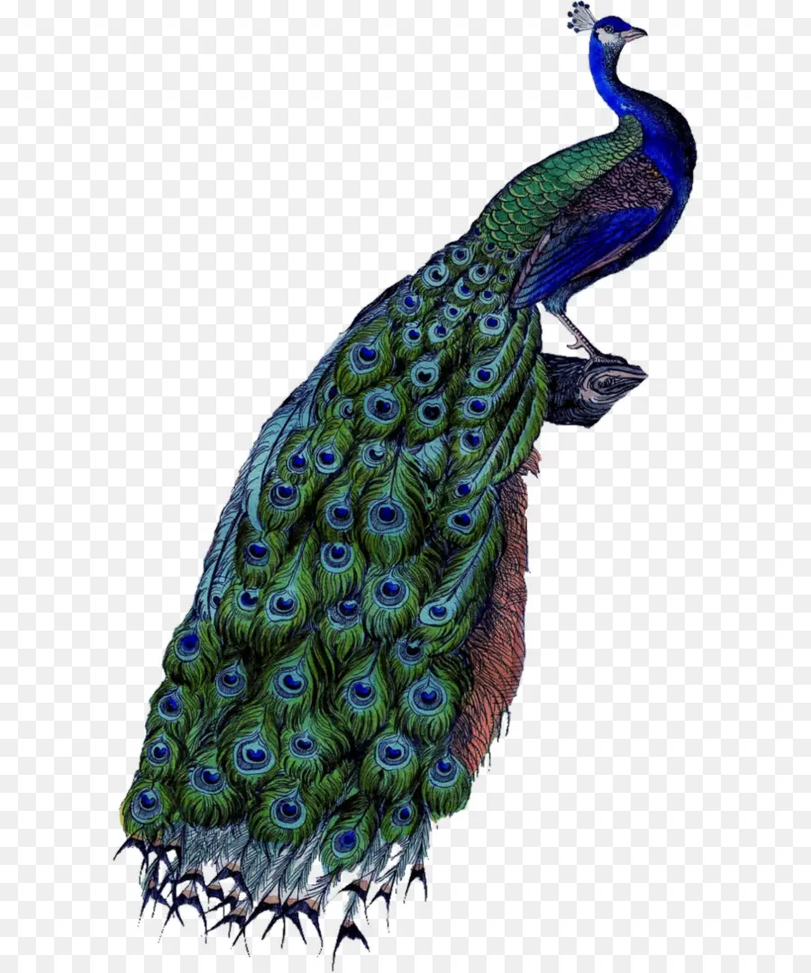 Asiática Pavo Real，Aves PNG