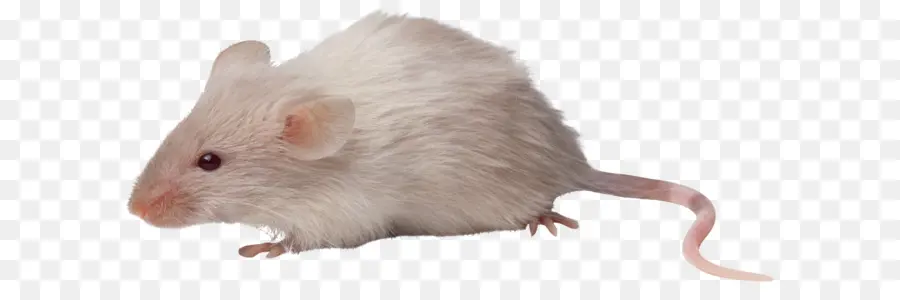 Ratón，Rata PNG