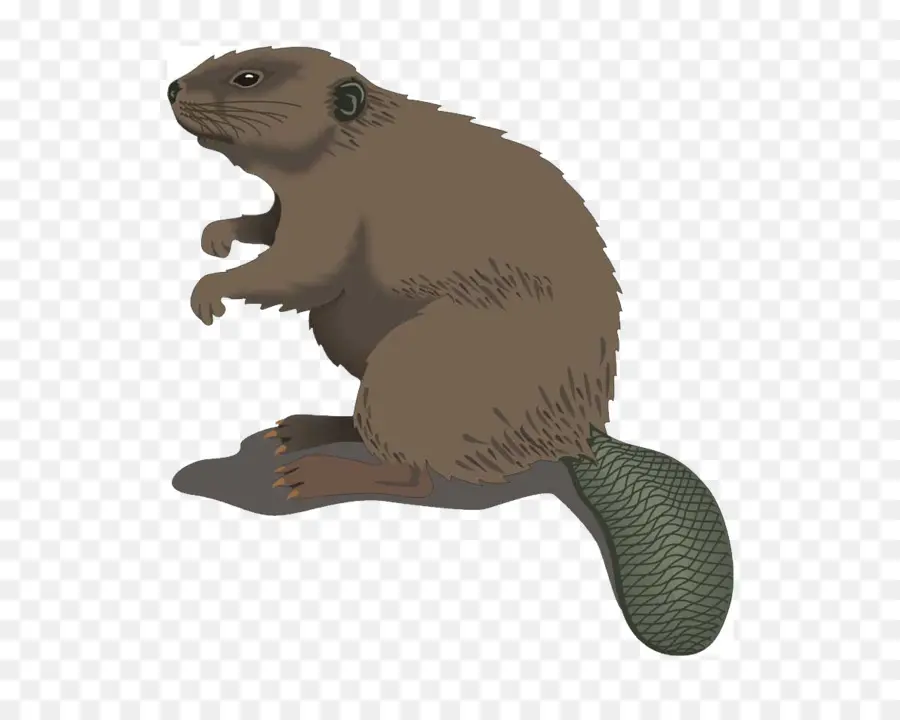 Eurasia Beaver，Castor PNG