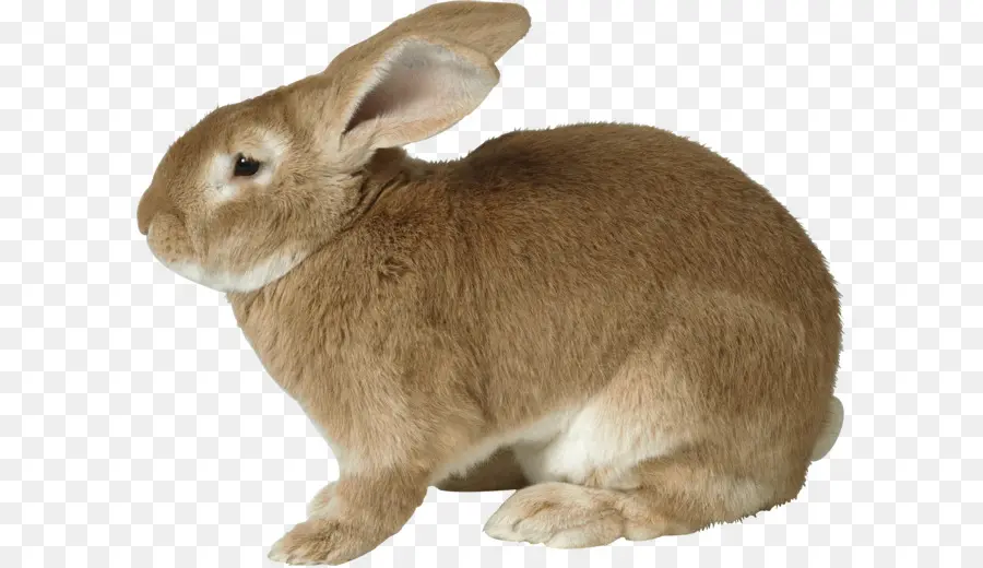 Conejito De Pascua，La Liebre PNG