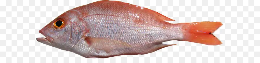 Norte Rojo Snapper，Los Peces PNG