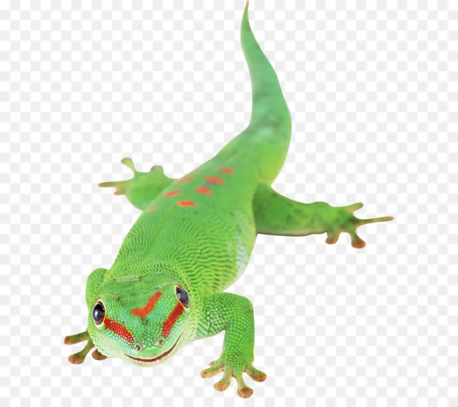 Geco，Lagarto PNG