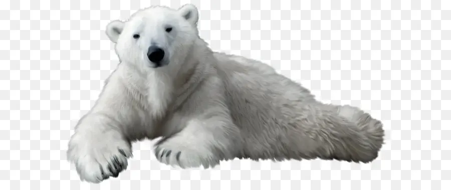 Polar Bear，Oso PNG