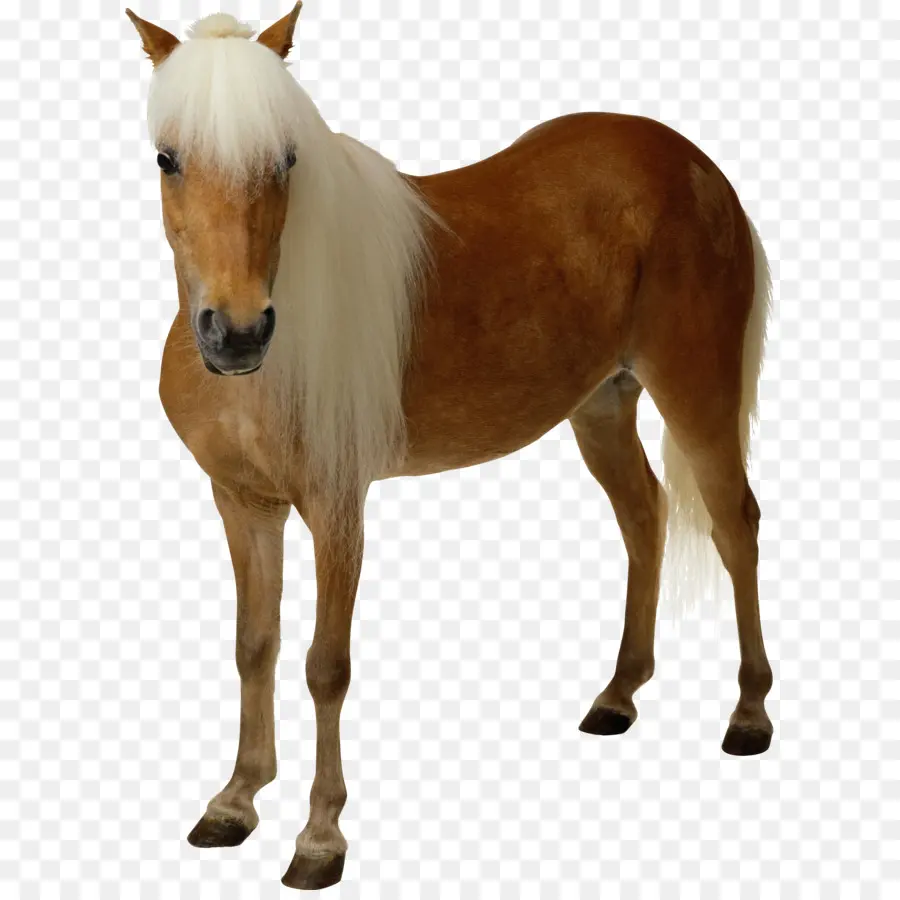 Caballo，Blanco PNG