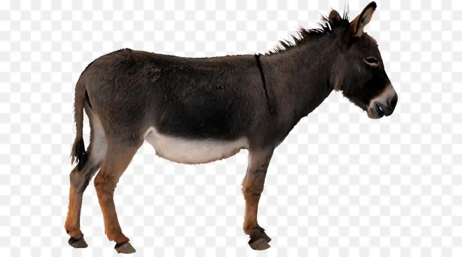 Burro，Descargar PNG