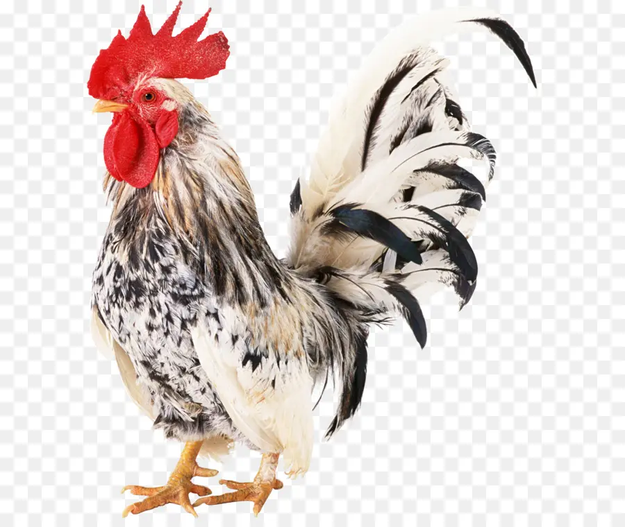 Pollo，Gallo PNG