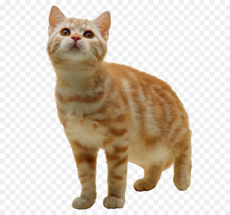 American Shorthair，Europeo De Pelo Corto PNG