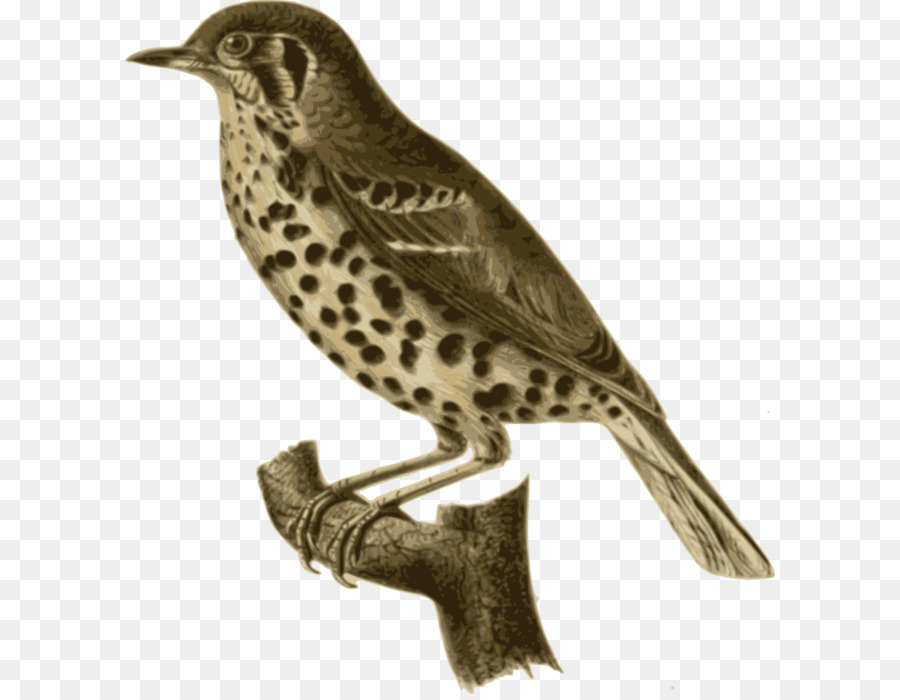 Pájaro，Encaramado PNG