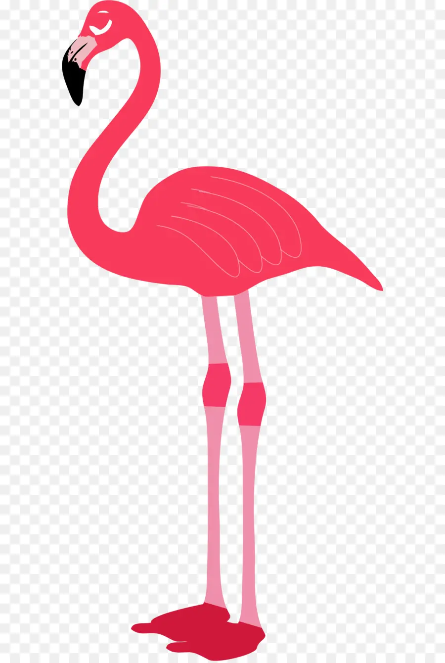 Flamingo，Descargar PNG