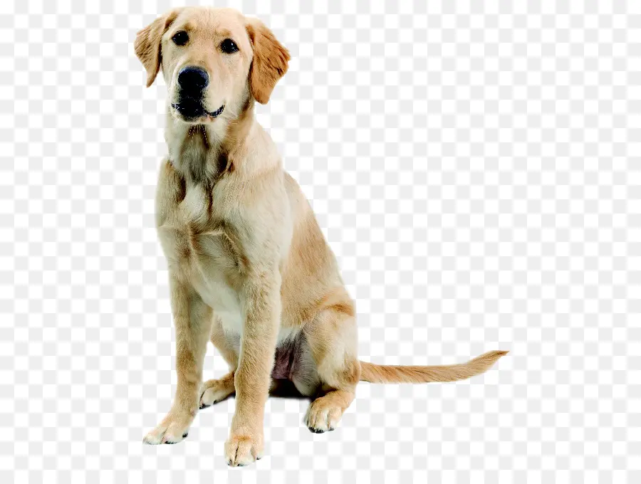 Labrador Retriever，Golden Retriever PNG