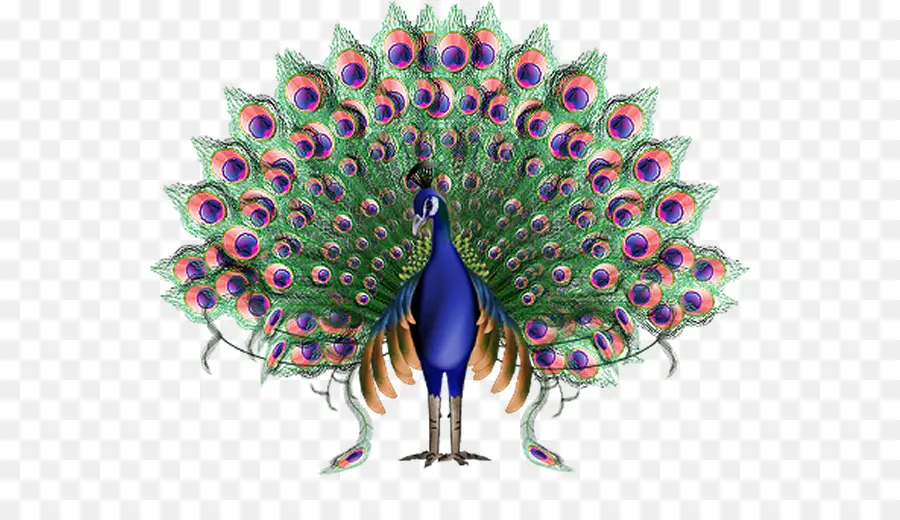 Pavo Real Con Plumas Abiertas，Vistoso PNG