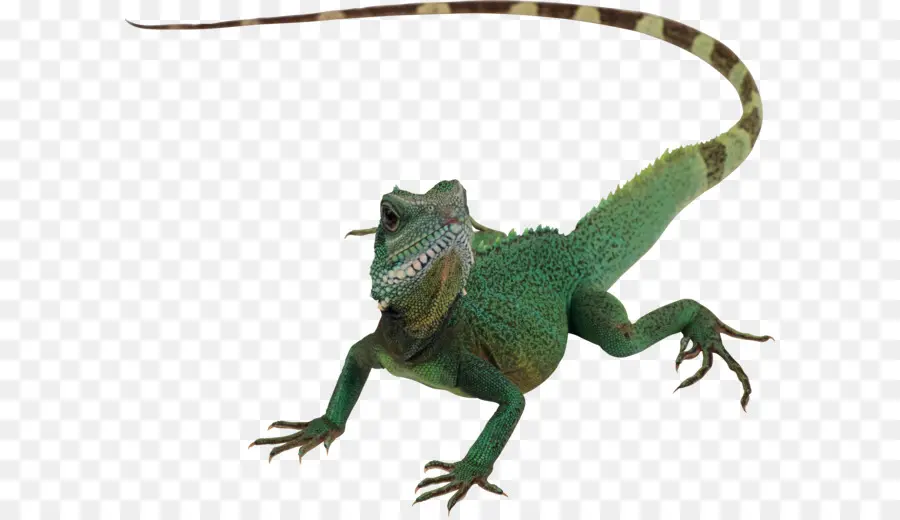 Lagarto Verde，Reptil PNG