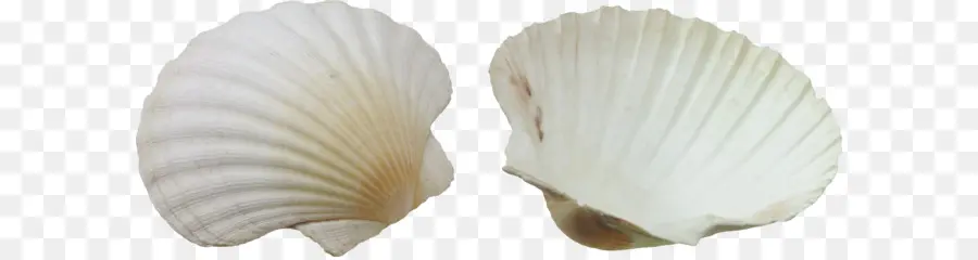 Conchas Blancas，Playa PNG