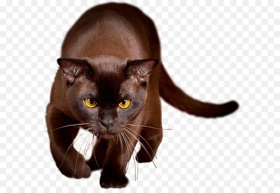 La Habana Marrón，Gatito PNG