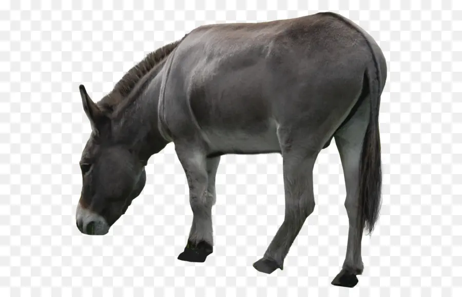 Caballo，Burro PNG